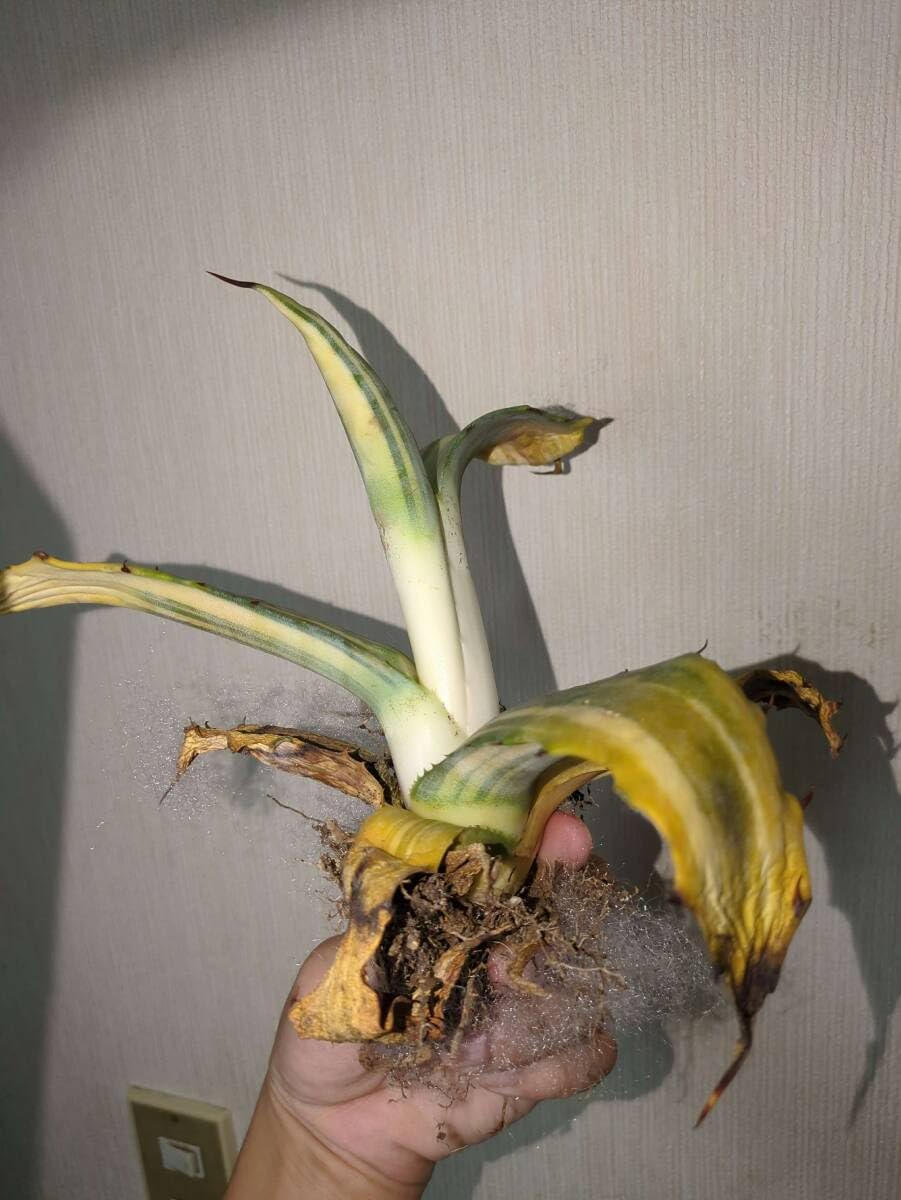 Amazon.co.jp: 訳ありアガベ フェロックス錦 6株 多肉植物 : ホーム