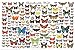 Laminated Beautiful Butterflies of the World Poster 24x36
