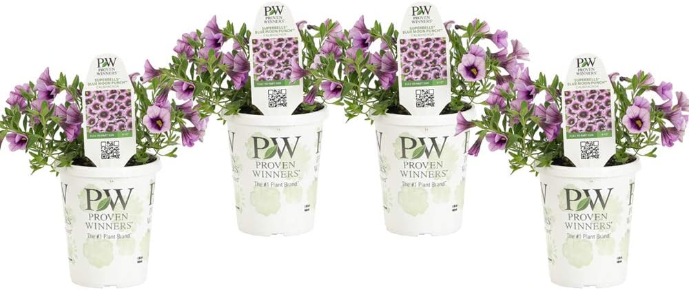 Proven Winners BELPRW3097524 Superbells Live Plants, 4.25"