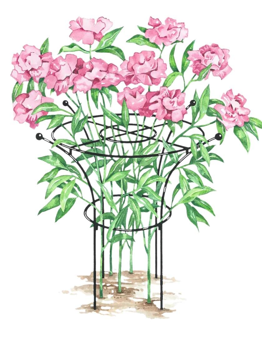 Gardener's Supply Company Essex Plant Support Frame for Peonies, Rose, Ornamental Flower Garden Cage - Wide Top Rings Natural Bouquet Shape - 38" H x 23" D