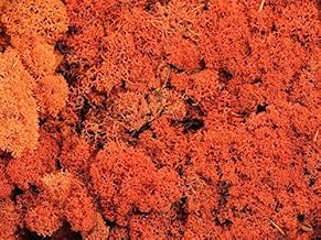 Reindeer Moss - Preserved for Air Plant Decor, Tillandsia Craft, Flower Arranging, House Airplant (Orange)