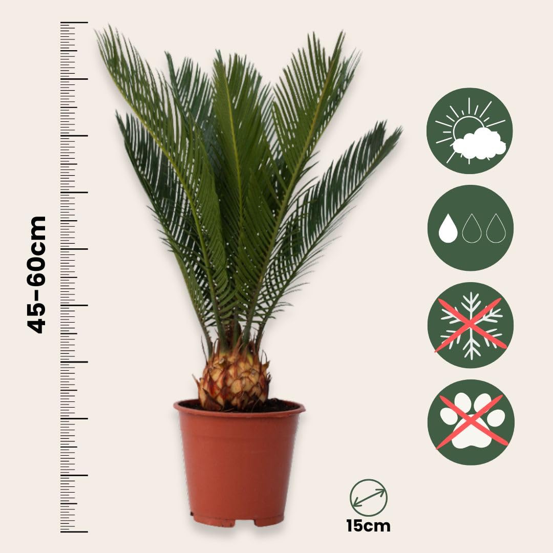 Plant in a Box - Cycas Revoluta - Palmier intérieur et extérieur - Set de 2 - Cycas du Japon - Pot 15cm - Hauteur 45-60cm