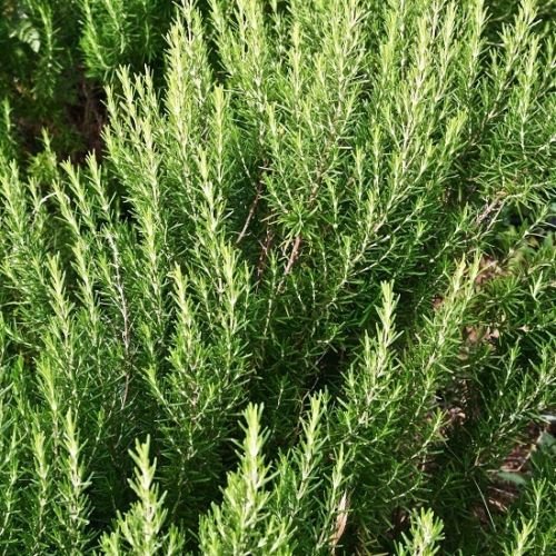 Italiani Rosmarin 50 Semi