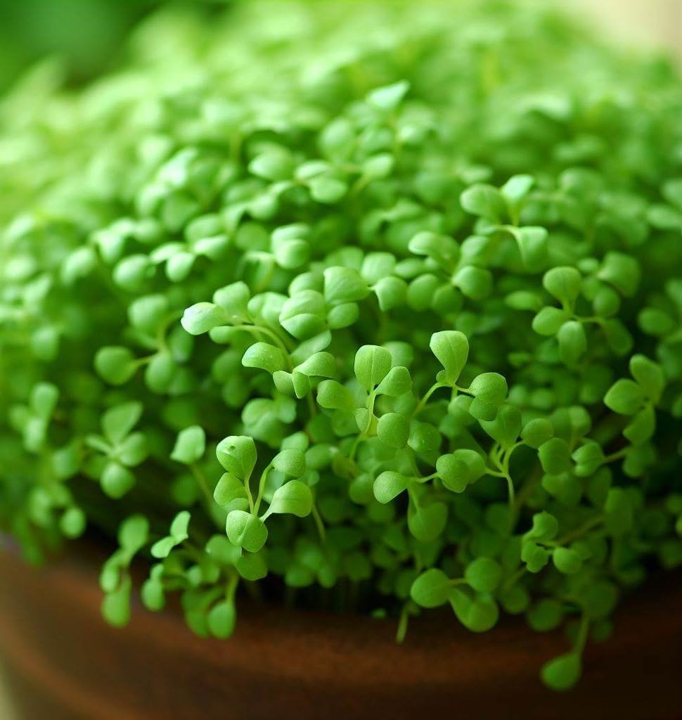 Cress, Curled Peppercress or Garden Cress (Lepidium sativum) Herb Seeds, Easy to Grow, Peppery Flavor, Highly Nutritious, Eco-Friendly, Seeds by MySeeds.Co, You Choose The Amount (1 LB)