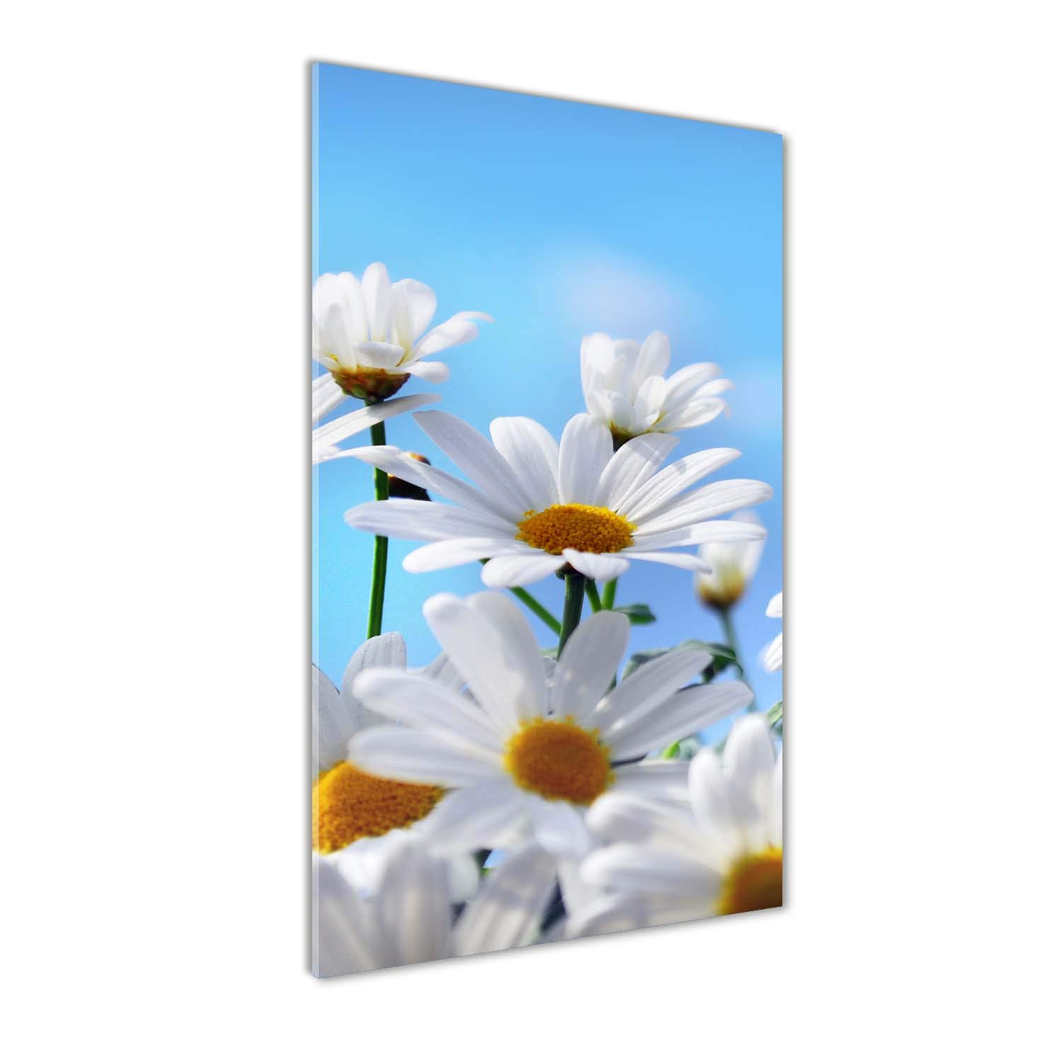 Tableaux pour la mur en verre acrylique Tulup 60x120 cm déco marguerites bleu