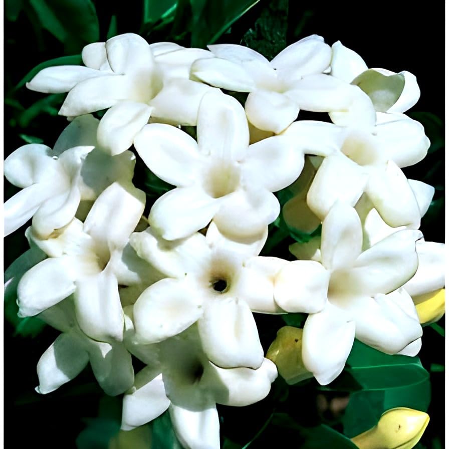 SEILOZBUNIA FARM - Beautiful Madagascar Jasmine Stephanotis Floribunda | Bridal Bouquet | Wax Flower Healthy Live Plant With pot for Home Garden (B0CXXPJT4Z) Amazon Price History, Amazon Price Tracker