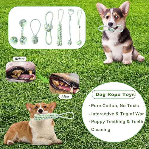 HMXLJJY 24 Stück Welpenspielzeug-Set, kleines Hundespielzeug, Welpen-Zahnspielzeug mit Aufbewahrungsbox, Welpen-Seilspielzeug, Kauspielzeug, Hundespielzeug für kleine und mittelgroße Hunde zum Spielen