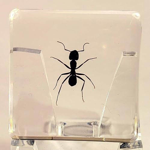 Hormiga tejedora real de 1.457 in en resina de lucita cristalina, espécimen preservado de polyrhachis inmersiones, insectos, taxidermia, colección