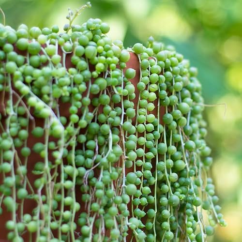Miniatura 7 de Cadena de perlas suculentas vivas de 4 pulgadas, cadena de perlas abigarradas, planta colgante para decoración de oficina en casa, enredadera