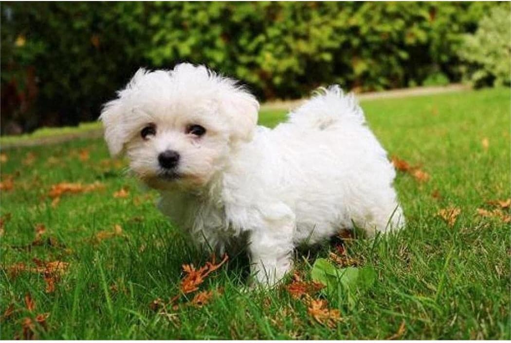 VNTEN Pre Printed Cross Stitch Kits for Adults,Bichon FrisePreprinted