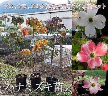 投げ売り品）ハナミズキ（白4本赤1本）（5本まとめ売り） 投げ売り品