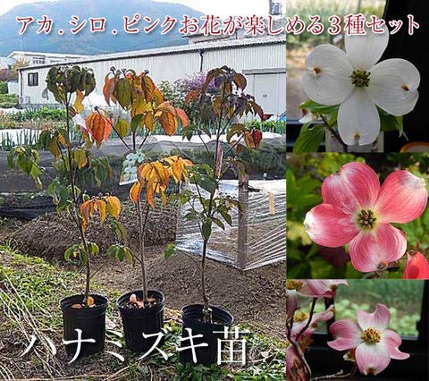 Amazon.co.jp: ハナミズキ苗赤白ピンク3色セット いろんなハナミズキが