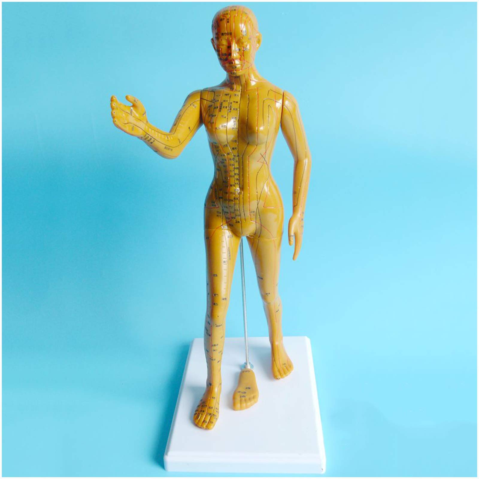Sjdopulse Women's Bodybuilding Human Acupoint Model - 50Cm/19.69 Inch Acupuncture Model - For Science Class, Anatomic Office, And Science Study