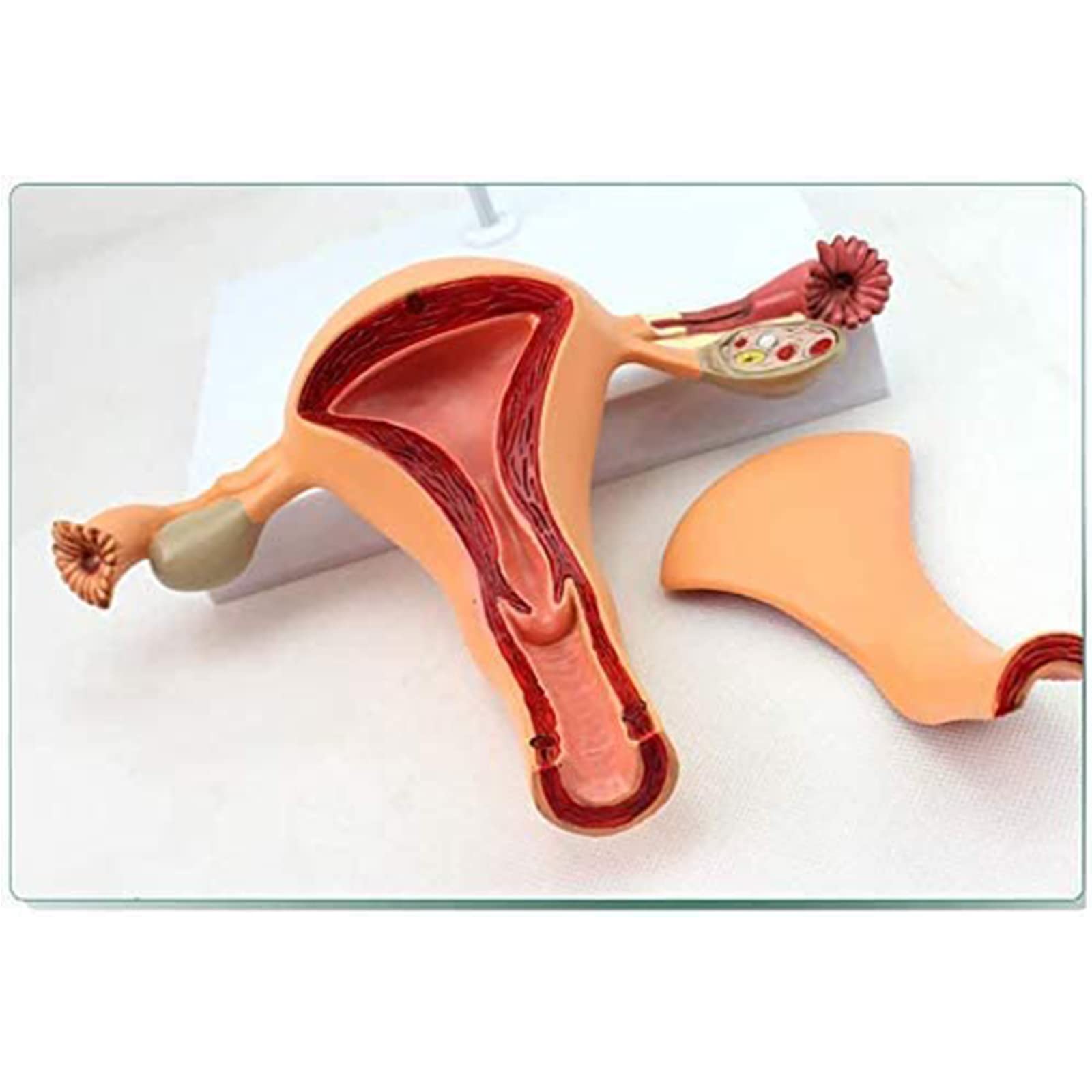 anatomisches Modell, Anatomisches Modell des Gebärmutter-Ovars, Modell Medizinische Lehren, fortgeschrittene mütterliche Struktursimulation für medizinische