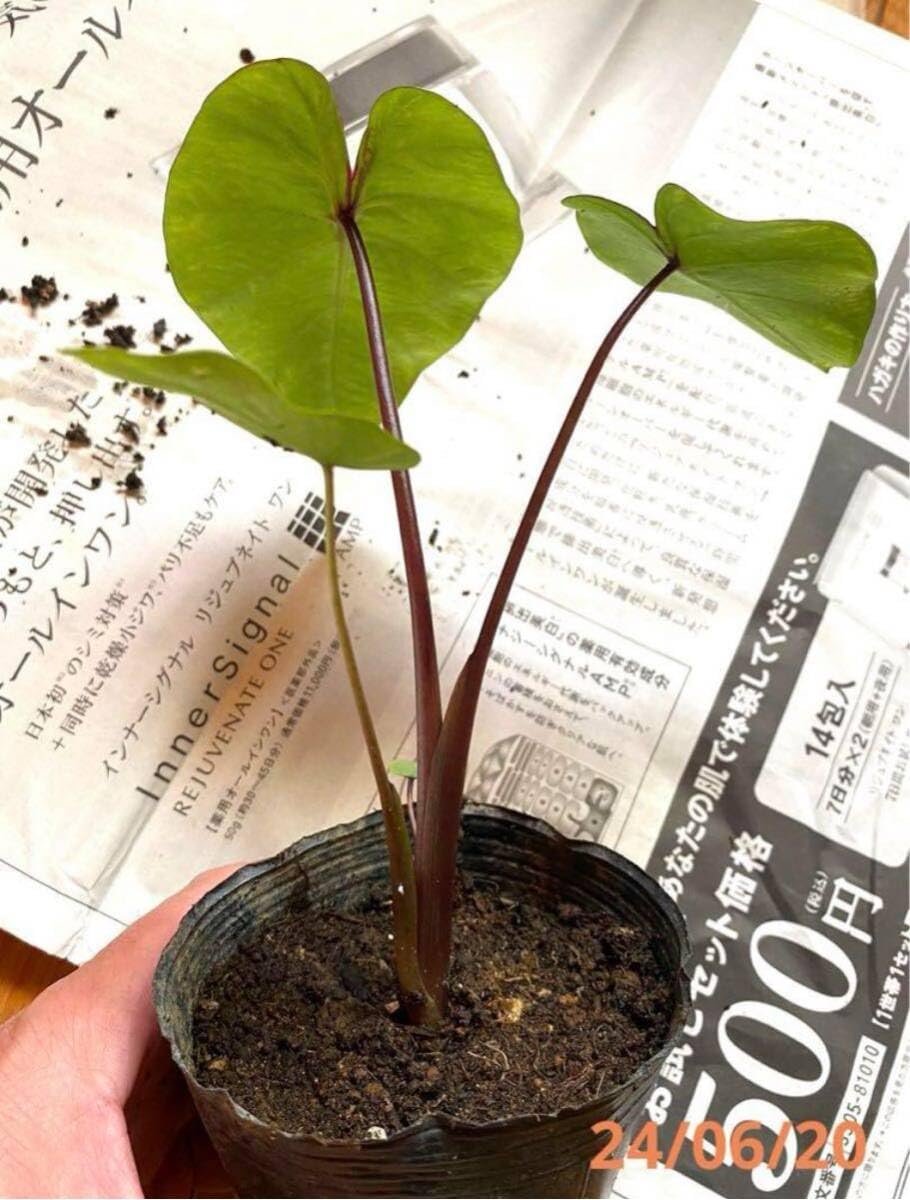 Amazon.co.jp: コロカシア ファラオマスク 子株抜き苗 発送 : ホビー Amazon.co.jp: コロカシア ファラオマスク 子株抜き苗 発送 : ホビー