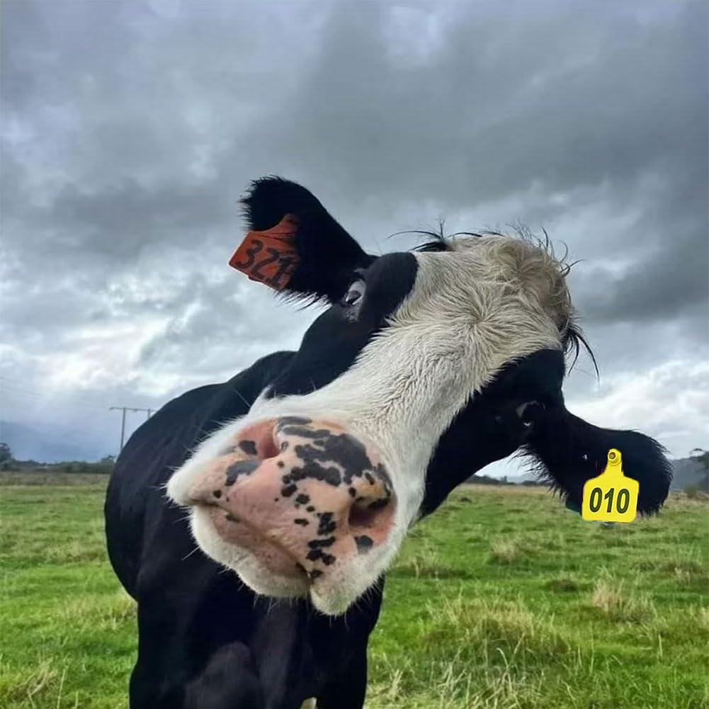 Kolczyki do identyfikacji zwierząt, Plastikowe kolczyki 100-500 szt. Wielokolorowe, wiele rozmiarów Identyfikacja zwierząt gospodarskich(Pink,Adult cattle201-300)
