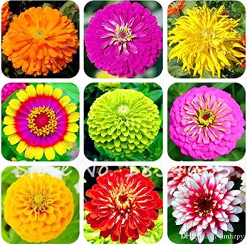 Golden Hills Farm® (AVG 100-500) seeds Zinnia Mix Hybrid Flower Seeds (B093QGH829) Amazon Price History, Amazon Price Tracker