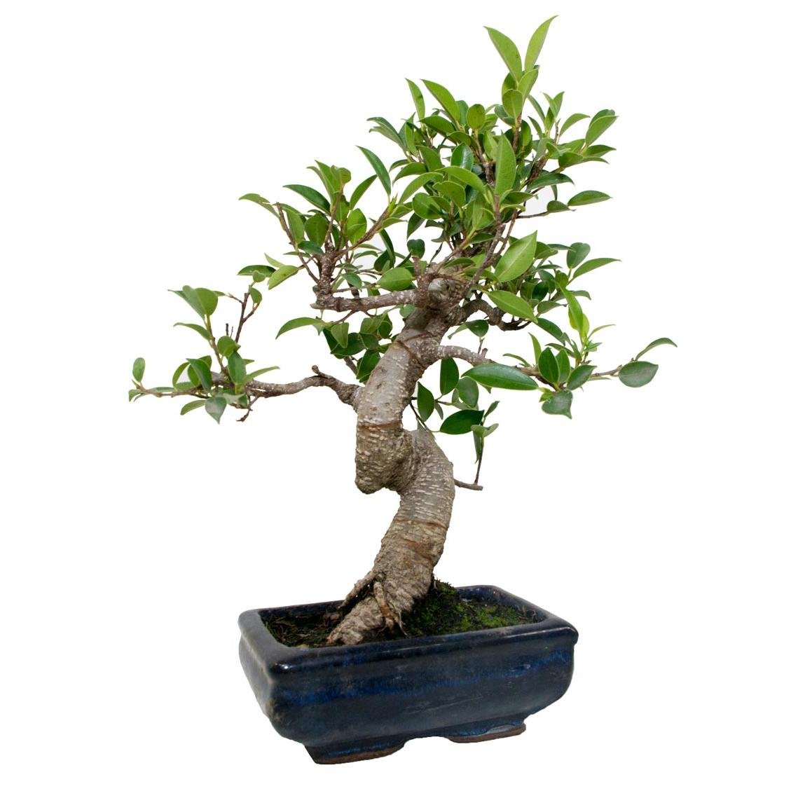 Ficus Retusa 6 ans