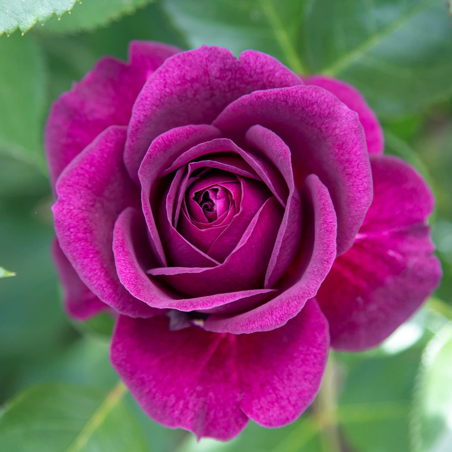 Purple Eden®, rosaio vivo Rose Barni®, rosa viola scuro, pianta cespugliosa e compatta, profumata, adatta alla coltivazione in vaso, resistente ai parassiti, rifiorente fino autunno cod.72082