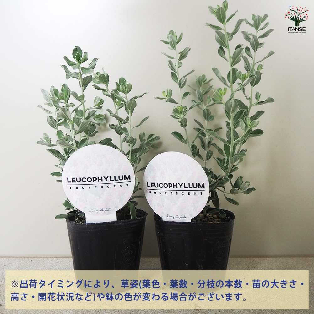 Amazon.co.jp: ITANSE レウコフィルム フルテスケンス 3号 9個