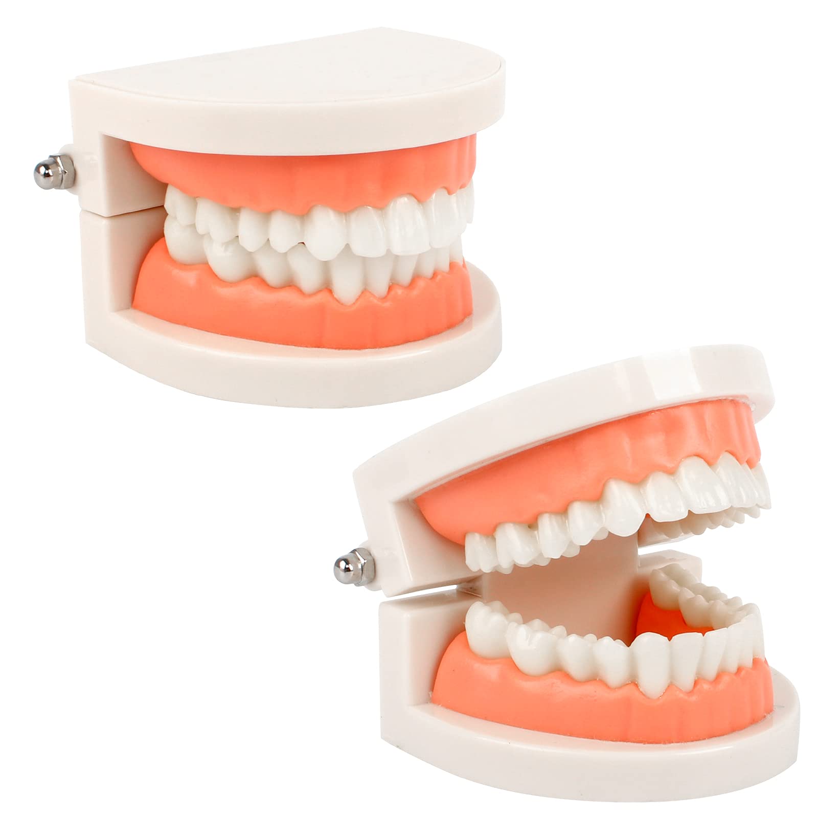 2Pcs Standard Teeth Dental Model, Demonstration Teeth Model