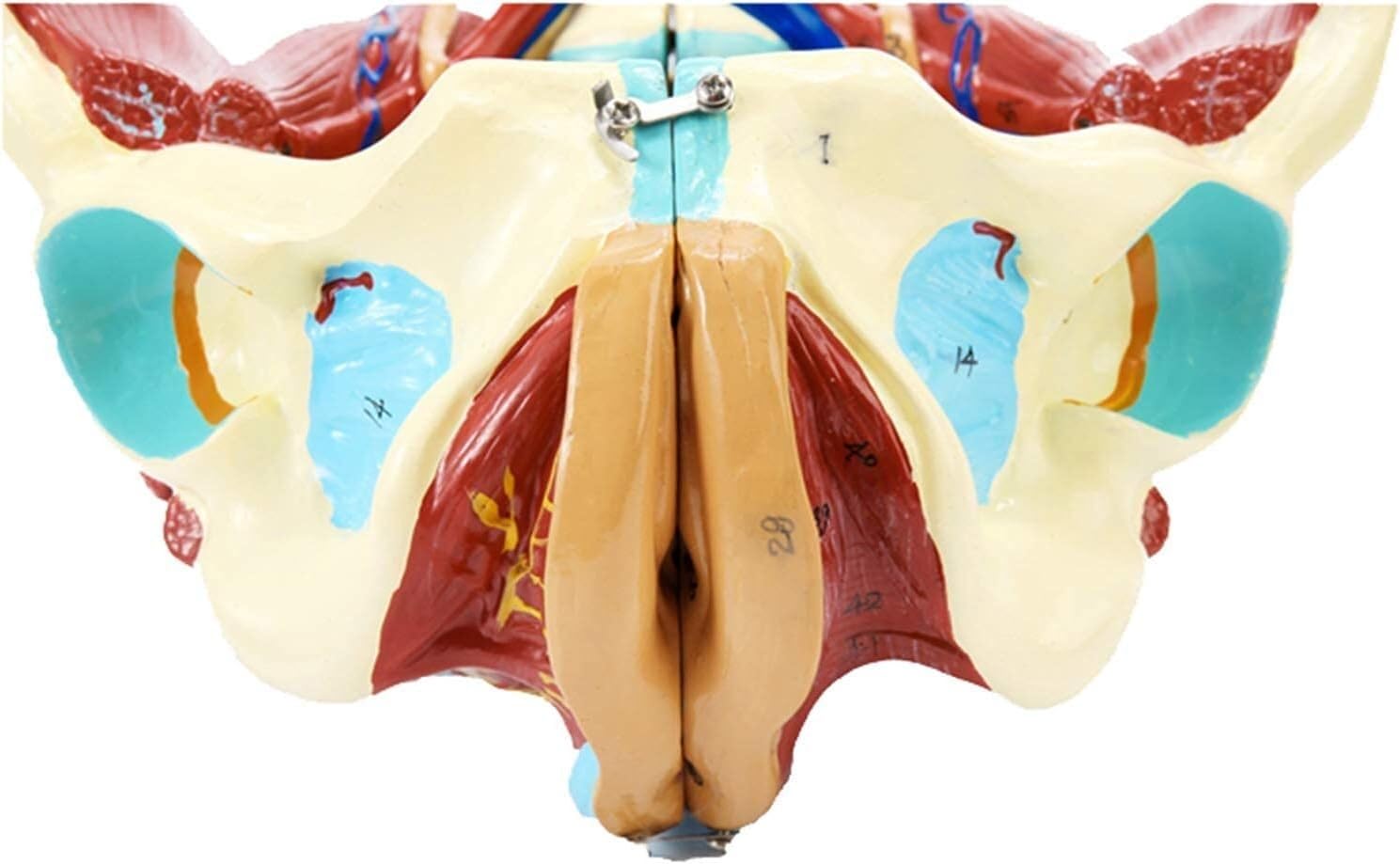 Model anatomii miednicy - model ludzkiego narządu naturalnej wielkości z wyjmowanymi organami do edukacji medycznej i treningu - szczegółowa reprezentacja naczyń nerwowo-mięśniowych