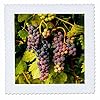 3dRose USA, Washington, Okanogan Valley, Omak. Pinot Grapes in Vineyard. 12x12 inch Quilt Square #1