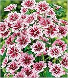 blumenstauden winterhart kaufen winterhart, Lebensdauer: mehrjährig