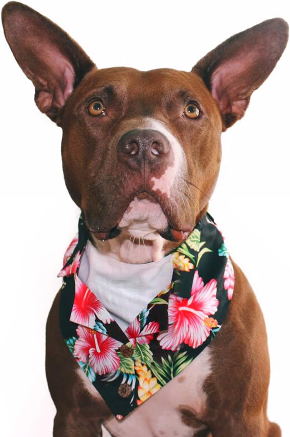 Tail Trends Formal Dog Bandanas Black Hawaiian Vacation fits Most Medium to Large Sized Dogs