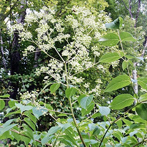 Aralia Spinosa Seeds Devil's Walking Stick Attracts Pollinators Drought, Heat & Salt Tolerant Shrub Border Woodland Edges Outdoor 25Pcs Tree Seeds By Yegaol Garden #TOP4