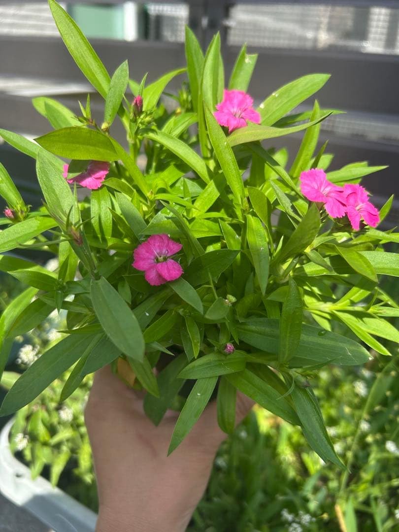 Amazon｜四季咲きナデシコ ピンク1ポット｜観葉植物 オンライン通販