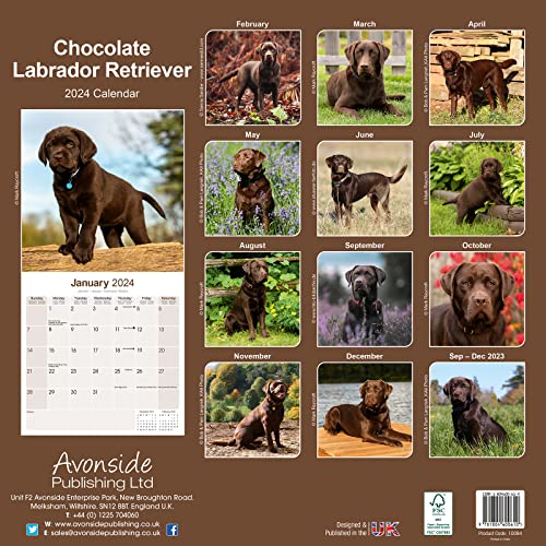 Chocolate Lab Retriever Calendar 2024 - Image 2