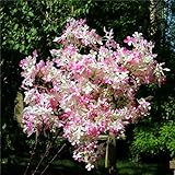 Tipo: Flor de exhibición Falso Tallo Largo Lila Flor De Simulación Syringa Lilas para Boda En Casa Escaparate Flores Artificiales