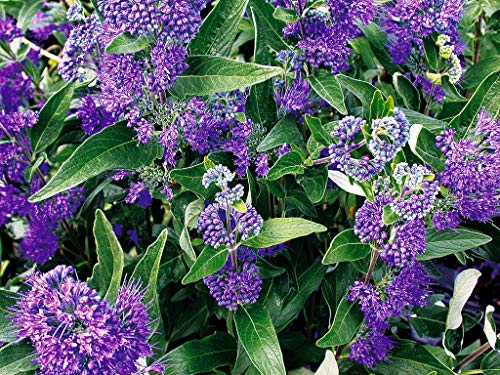 Dehner Winterharte Pflanzen Die 15 besten Produkte im Vergleich