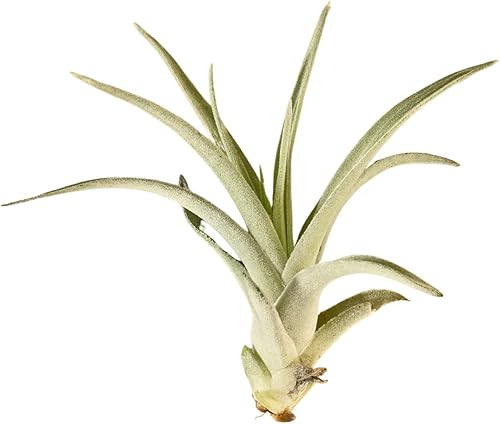 HOUSE PLANT SHOP  Planta de aire Tillandsia 'Harrisii' Planta de interior viva  Fácil de cuidar  Planta de decoración natural  Grandes regalos  Guía