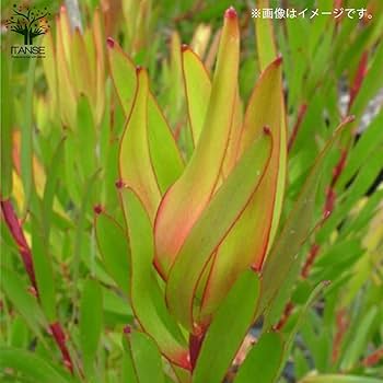 Amazon.co.jp: リューカデンドロン・インカゴールド 5号鉢【品種