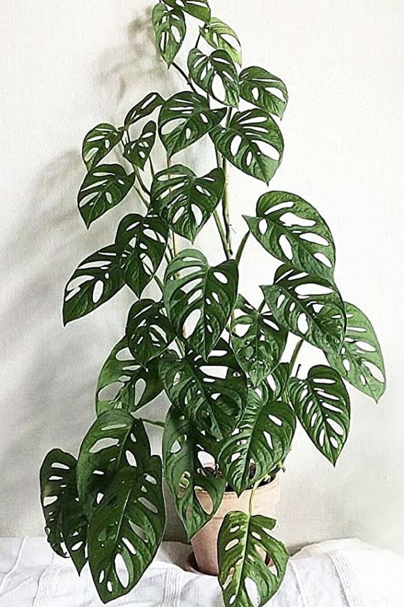 See full amazon price history chart for PlantaZee Monstera Obliqua (Swiss Cheese Vine/Broken Heart Plant) Natural Live Plant in Pot PlantaZee Monstera Obliqua (Swiss Cheese Vine/Broken Heart Plant) Natural Live Plant in Pot (B0B1Q799V3) Amazon Price History, Amazon Price Tracker