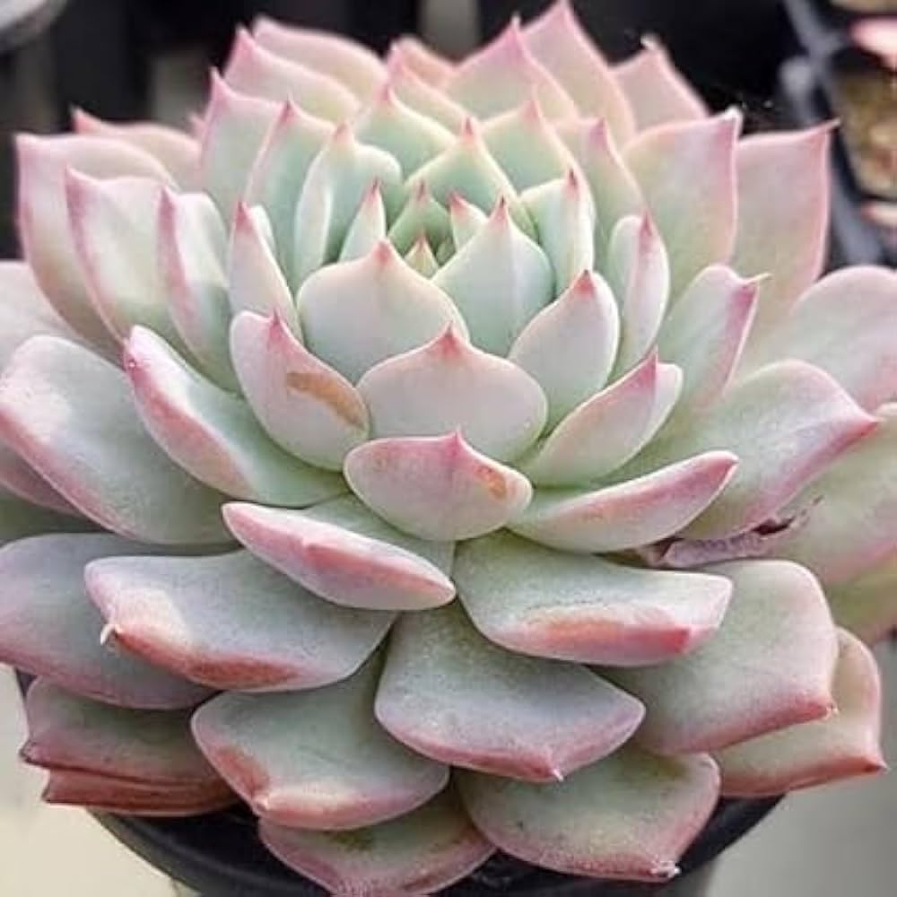 INGLIS PLANTOPIA Live Laxmi Kamal (Echeveria Purpusorum) Plant Vishnu Kamal Plant Indoor Plant for home Good Luck with plastic pot (B0CRYVJGR4) Amazon Price History, Amazon Price Tracker