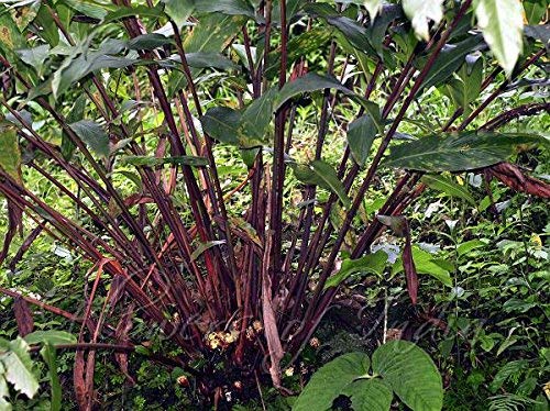 Live Badi Elaichi Black Cardamom plant (B08339SQJG) Amazon Price History, Amazon Price Tracker