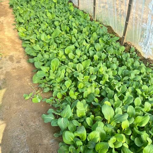 semillas de acelga - jardín de plantas semillas de hortalizas semillas de hortalizas para balcón semillas de plantas balcón invernadero semillas de jardín - Serie de plantas raras - 40pcs