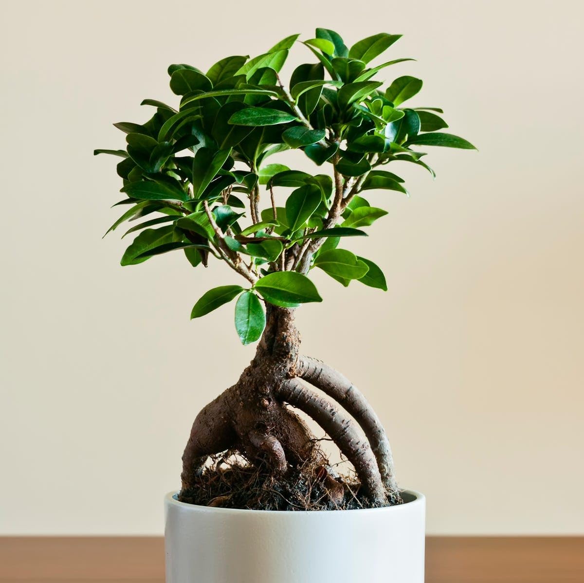 Ficus Ginseng Bonsai Live Plant Ficus Microcarpa Indoor Tree hm4 | Air Purifying, Lucky Plant, Easy Maintenance, Home & Office Decor, Pack of 1-image-19