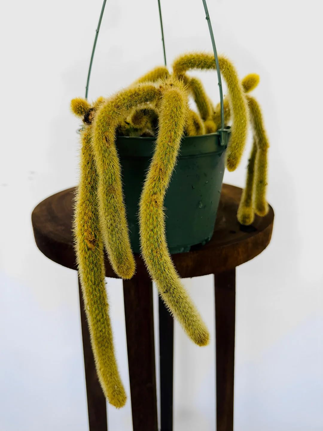 Golden Rat Tail Cactus, Bolivian Mountain, Trailing Cactus, Indoor, Fuzzy Golden-Yellow Spines, 3 Ft Length, Pink-Red Blooms, Spring-Summer Flowering, Bright Indirect Light, Live Plant