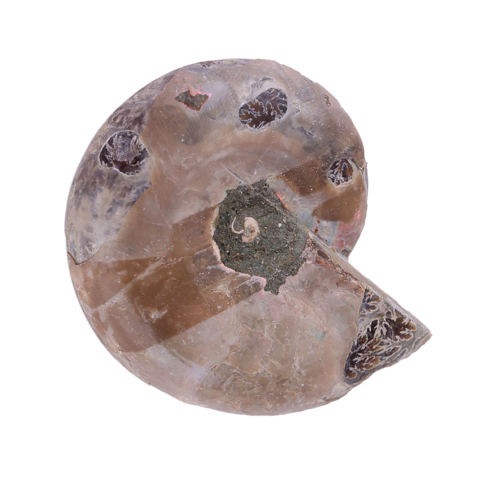 Ammonite Véritable 2 Pièces, Spécimen d'Ammonite, Coquille de Pierres et Minéraux de Madagascar, Ammonite de Mer
