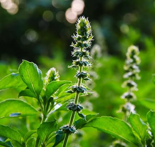 Miniatura 6 de Semillas de albahaca ornamental interior Tulsi árbol para plantar sin OMG