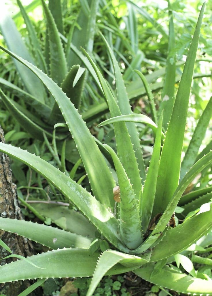 aloe 92 soothing gel JayJun