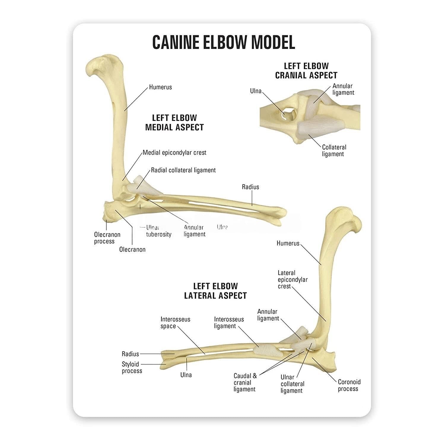 1pc Elbow Joint Model, Animal Body Anatomy Replica of Normal Dog Elbow, Teacher Office Educational Tool Anatomicals