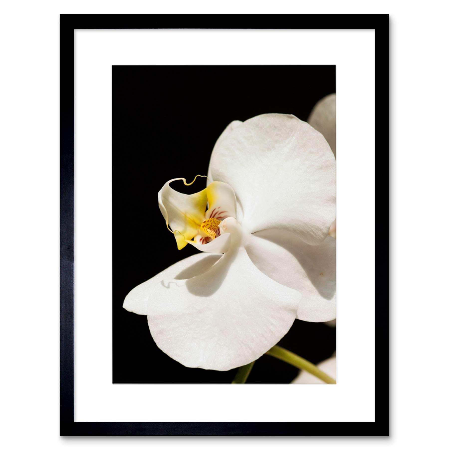 Wee Blue Coo White Orchid Flower Bloom Art Framed Wall Art Print