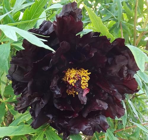 Young Plant in 9CM. Pot 'CHU WU Japanese Peony Tree