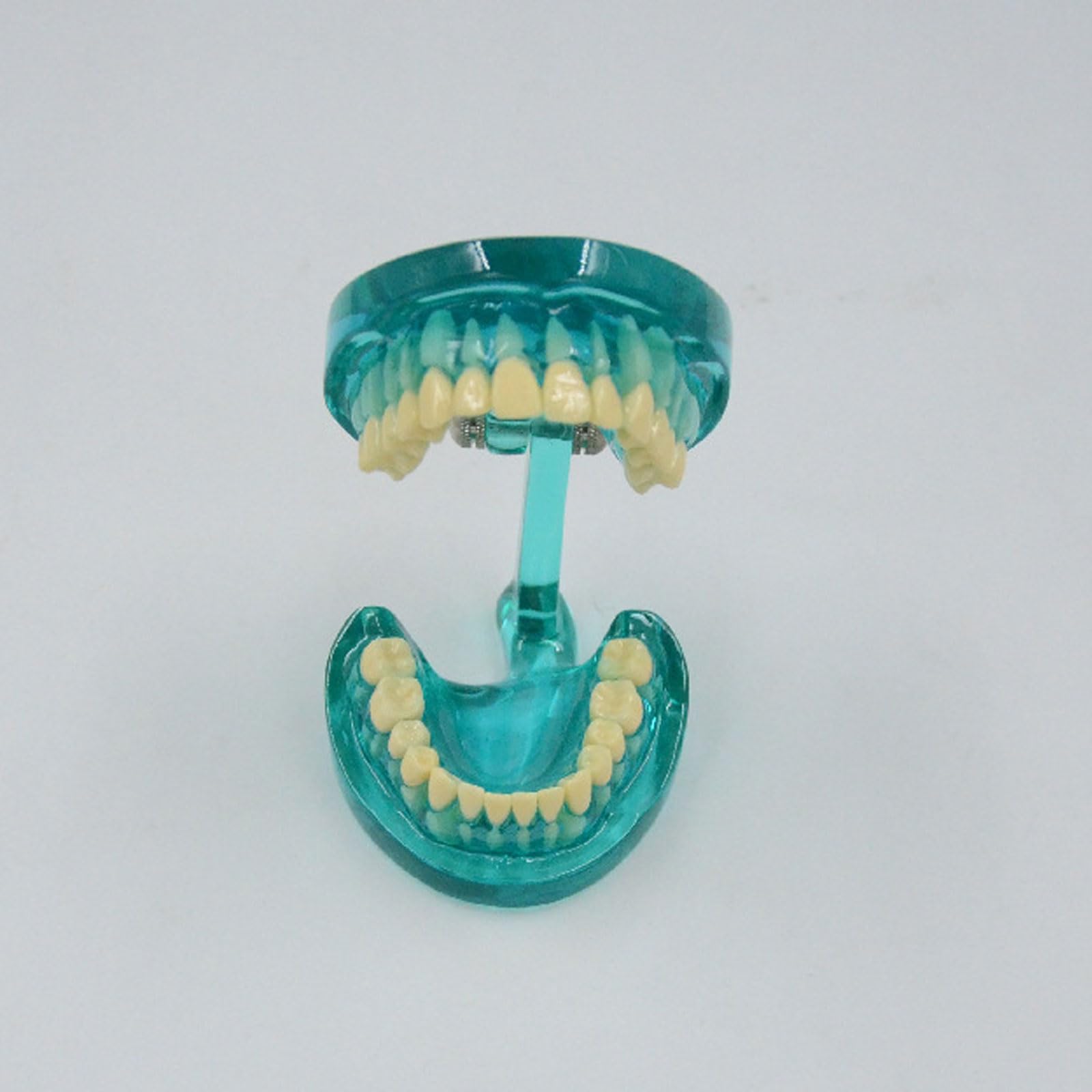 BYERZ Dientes Humanos Estándar Modelo Diente Normal Anatomía Demostración Dental Regalo Médico Equipo Educativo Recursos Didácticos