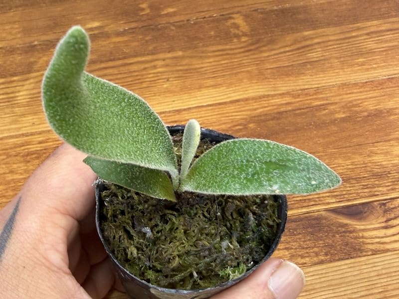 Amazon｜frog_yamato【veitchii wild Gede】トキントキン ベイチー ゲ